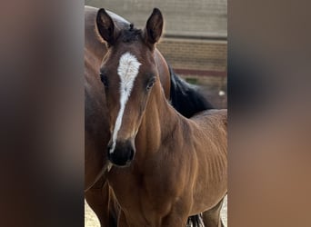 Cheval de Sport Belge, Étalon, Poulain (07/2024), Bai clair