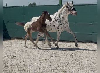 Cheval de Sport Belge, Étalon, Poulain (01/2026), Léopard