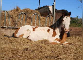 Cheval de Sport Belge, Hongre, 11 Ans, 152 cm, Pinto