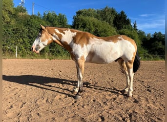 Cheval de Sport Belge, Hongre, 11 Ans, 152 cm, Pinto