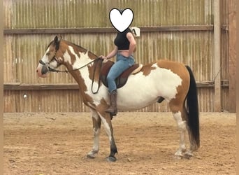 Cheval de Sport Belge, Hongre, 11 Ans, 152 cm, Pinto
