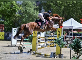 Cheval de Sport Belge, Hongre, 11 Ans, 175 cm, Alezan