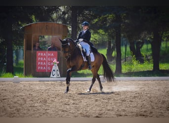 Cheval de Sport Belge, Hongre, 12 Ans, 169 cm, Bai