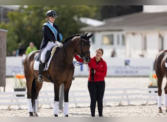 Cheval de Sport Belge, Hongre, 12 Ans, 169 cm, Bai