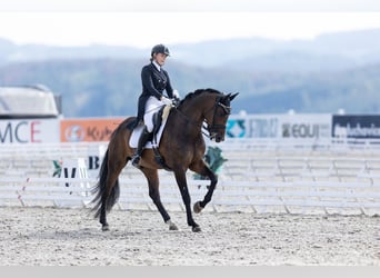 Cheval de Sport Belge, Hongre, 12 Ans, 169 cm, Bai