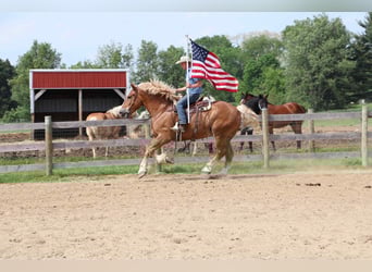 Cheval de Sport Belge, Hongre, 12 Ans, Alezan cuivré