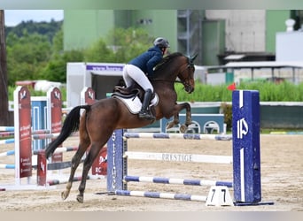 Cheval de Sport Belge, Hongre, 13 Ans, 165 cm, Bai brun