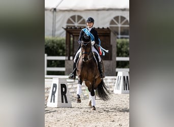 Cheval de Sport Belge, Hongre, 13 Ans, 169 cm, Bai