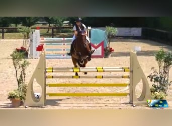 Cheval de Sport Belge, Hongre, 15 Ans, 175 cm, Bai cerise