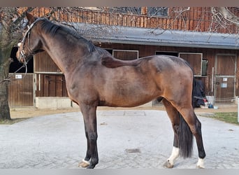 Cheval de Sport Belge, Hongre, 15 Ans, 175 cm, Bai