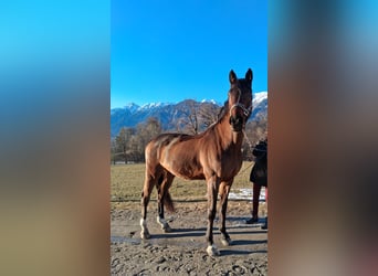 Cheval de Sport Belge, Hongre, 15 Ans, 175 cm, Bai