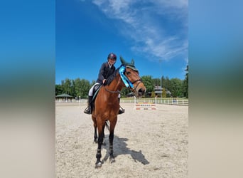 Cheval de Sport Belge Croisé, Hongre, 17 Ans, 165 cm, Alezan brûlé