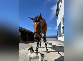 Cheval de Sport Belge, Hongre, 18 Ans, 181 cm