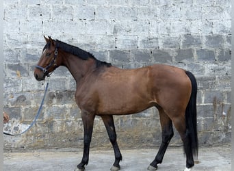 Cheval de Sport Belge, Hongre, 3 Ans, 163 cm, Bai