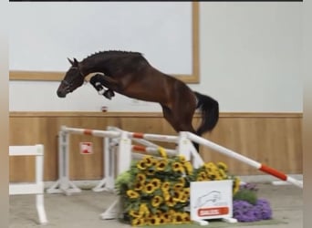 Cheval de Sport Belge, Hongre, 3 Ans, 165 cm, Bai brun