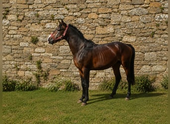 Cheval de Sport Belge, Hongre, 4 Ans, 153 cm, Bai brun foncé
