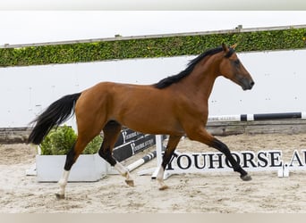 Cheval de Sport Belge, Hongre, 4 Ans, 162 cm, Bai