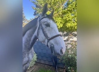 Cheval de Sport Belge, Hongre, 4 Ans, 167 cm, Gris