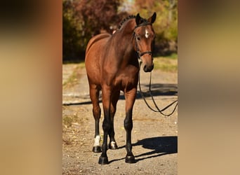 Cheval de Sport Belge, Hongre, 4 Ans, 170 cm, Bai
