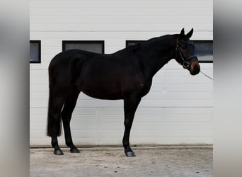 Cheval de Sport Belge, Hongre, 5 Ans, 164 cm, Bai brun