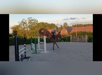 Cheval de Sport Belge, Hongre, 5 Ans, 165 cm, Alezan brûlé