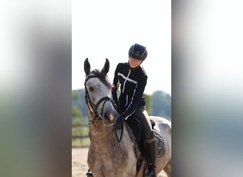 Cheval de Sport Belge, Hongre, 5 Ans, 165 cm, Gris