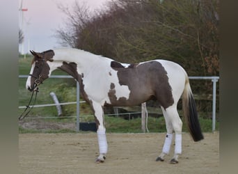 Cheval de Sport Belge, Hongre, 5 Ans, 165 cm, Pinto