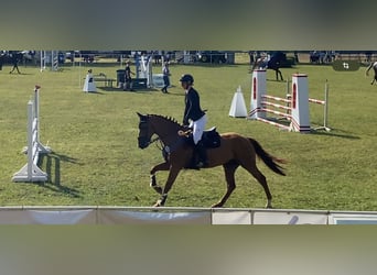 Cheval de Sport Belge, Hongre, 5 Ans, 168 cm, Alezan