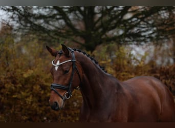 Cheval de Sport Belge, Hongre, 5 Ans, 168 cm, Bai