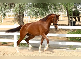 Cheval de Sport Belge, Hongre, 5 Ans, 170 cm, Alezan brûlé