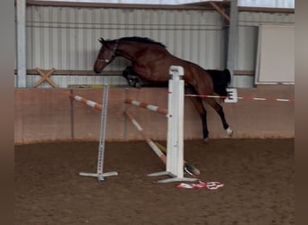 Cheval de Sport Belge, Hongre, 5 Ans, 175 cm, Bai