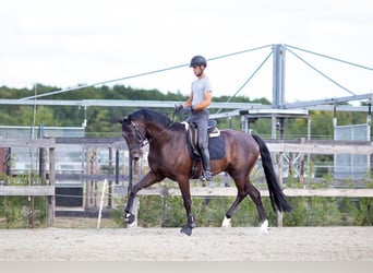 Cheval de Sport Belge, Hongre, 5 Ans, 176 cm, Bai brun foncé