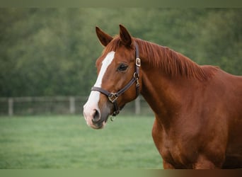 Cheval de Sport Belge, Hongre, 5 Ans, 178 cm, Alezan