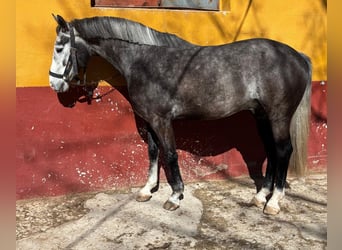 Cheval de Sport Belge, Hongre, 5 Ans, Gris