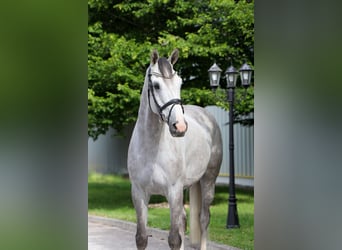 Cheval de Sport Belge, Hongre, 6 Ans, 167 cm, Gris