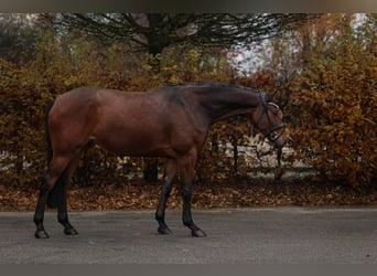Cheval de Sport Belge, Hongre, 6 Ans, 168 cm, Bai