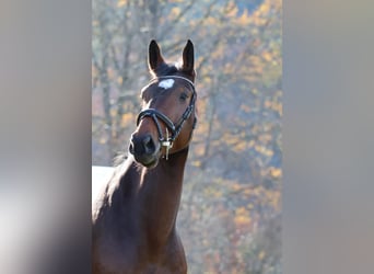 Cheval de Sport Belge, Hongre, 6 Ans, 170 cm, Bai