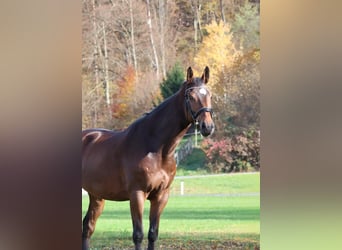 Cheval de Sport Belge, Hongre, 6 Ans, 170 cm, Bai