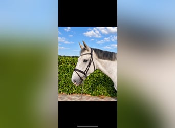 Cheval de Sport Belge, Hongre, 6 Ans, 170 cm, Gris