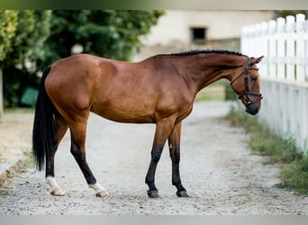 Cheval de Sport Belge, Hongre, 6 Ans, 172 cm, Bai cerise