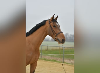 Cheval de Sport Belge, Hongre, 6 Ans, 173 cm, Bai clair