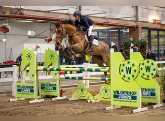 Cheval de Sport Belge, Hongre, 6 Ans, 173 cm, Bai clair