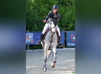 Cheval de Sport Belge, Hongre, 6 Ans, 173 cm, Gris