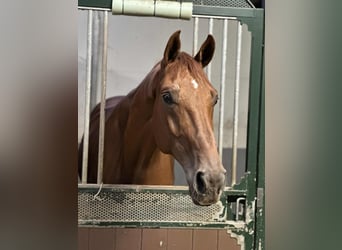 Cheval de Sport Belge, Hongre, 6 Ans, 175 cm, Alezan