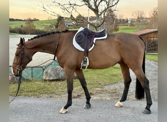 Cheval de Sport Belge, Hongre, 7 Ans, 168 cm, Bai