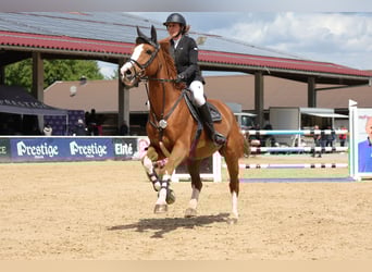 Cheval de Sport Belge, Hongre, 7 Ans, Alezan