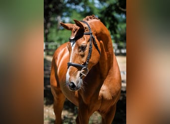 Cheval de Sport Belge, Hongre, 8 Ans, 172 cm, Alezan