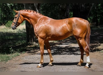 Cheval de Sport Belge, Hongre, 8 Ans, 172 cm, Alezan