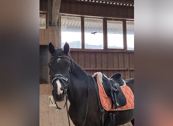 Cheval de Sport Belge, Jument, 10 Ans, 165 cm, Noir