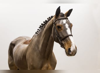 Cheval de Sport Belge, Jument, 10 Ans, 167 cm, Bai